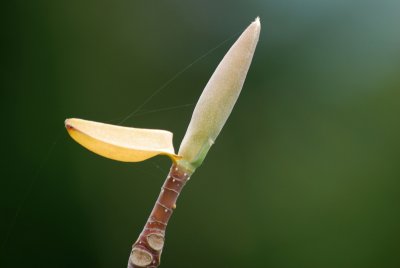 Magnolia obovata - šácholan opalvejčitý - pupen